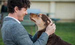 Sobre cães e homens