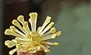 Arte em tempo de coronavírus (183)