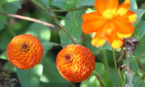 Projeto Fevereiro Laranja (151): “Jardins de Monet”, de Gisele Conti