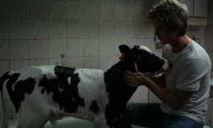 Entre vacas e homens